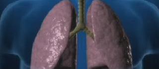 Respiratory System pic